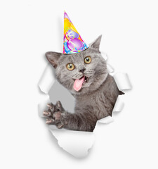 Poster - Crazy kitten with tongue out wearing party cap looking through a hole in white paper