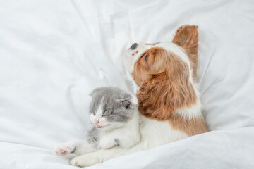 Aufkleber - Friendly Cavalier King Charles Spaniel sleeps and hugs tiny kitten on the bed at home. Top down view. Empty space for text