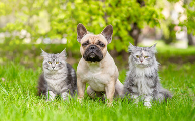 Poster - Two Maine coon cats sit with French Bulldog  on green summer grass