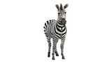 A zebra with a transparent background.