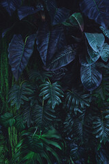 Fototapete - Full Frame of Green Leaves Pattern Background, Nature Lush Foliage Leaf Texture, tropical leaf