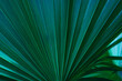 © Nabodin - abstract palm leaf textures on dark blue tone, natural green background.