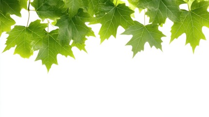 Poster - Bright Green Maple Leaves Border on White Background Overhead Shot Springtime Foliage Fresh Growth