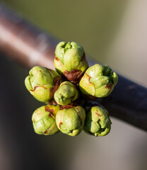 Wall Mural - a cluster of green buds on a tree branch