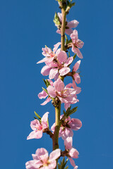 Wall Mural - pink flowers on a tree branch