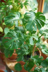 Poster - Close-up of a thriving Monstera deliciosa plant in a terracotta pot, lush green leaves, indoor garden, natural light, eye-level shot