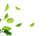 © Ryu studio - Lush green leaves, scattered gracefully