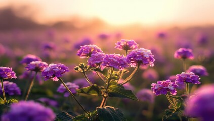 Poster - Lantana camara flowers bathed in the warm glow of a sunset, creating a vibrant and serene scene in a field. : Generative AI