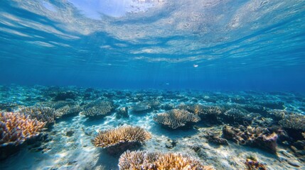 Poster - Underwater scene showcasing vibrant coral reef formations in a shallow, sunlit ocean.  Various coral colonies thrive on a sandy seabed, with a single fish visible in the distance. : Generative AI