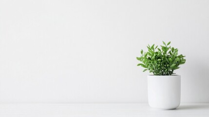 Poster - A small green plant in a simple white pot sits on a white wooden surface against a white wall, creating a minimalist and serene scene. : Generative AI