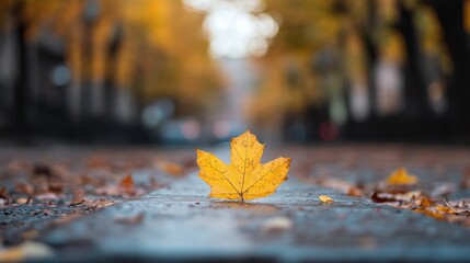 Aufkleber - Single yellow maple leaf rests on a wet autumn pavement, blurred city street background showing fall colors. : Generative AI