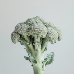 Aufkleber - A single head of fresh broccoli, vibrant green florets, and thick stalk, stands against a muted gray backdrop.  The image showcases the vegetable's detailed texture and natural beauty. : Generative AI