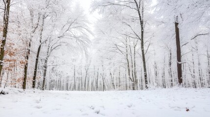 Poster - A serene winter scene unfolds in a snow-covered forest, where slender trees stand tall under a soft, white sky, creating a tranquil and peaceful atmosphere. : Generative AI