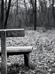 Poster - A weathered wooden bench sits alone in a quiet, leaf-strewn forest, bathed in the soft light of a winter day, offering a peaceful moment of solitude. : Generative AI