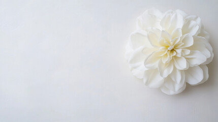 Poster - Single white dahlia flower on a textured white background, offering a minimalist and elegant floral design element. : Generative AI