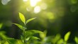 © Generative AI - A vibrant young tea plant sprout basks in the warm sunlight, its fresh green leaves glistening with morning dew, a symbol of new growth and nature's resilience. : Generative AI