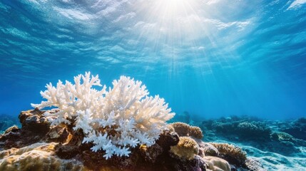 Poster - Sunbeams illuminate a vibrant white coral reef flourishing underwater, showcasing its intricate structure and the beauty of the ocean ecosystem. : Generative AI