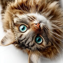Aufkleber - Close-up portrait of a long-haired tabby cat with striking blue eyes, playfully upside down, showcasing its soft fur and vibrant gaze. : Generative AI