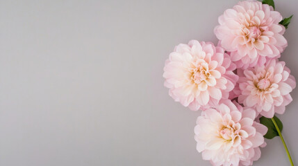 Poster - Pastel Pink Dahlias on a Gray Background: Elegant Floral Arrangement for Design Projects : Generative AI
