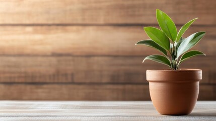 Poster - A small green plant in a terracotta pot sits on a rustic wooden table against a blurred wooden background, offering a serene and natural scene. : Generative AI