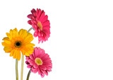 Three colorful gerbera flowers (pink and yellow) on a white background.