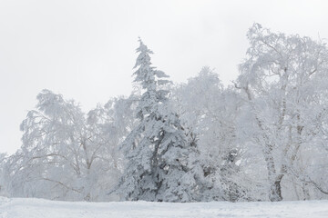 Wall Mural - snow-covered trees in frozen winter woodland landscape, hokkaido, japan