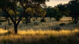 Lone acacia tree in savanna at sunset