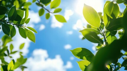 Aufkleber - Vibrant green leaves backlit by bright sunlight against a clear blue sky with fluffy white clouds, creating a refreshing summer nature scene. : Generative AI
