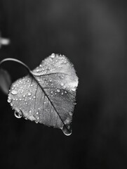 Poster - A single leaf, glistening with morning dew, hangs delicately from a slender stem, its intricate veins highlighted by the droplets, a monochrome study in nature's detail. : Generative AI