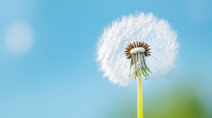 Fototapete - A single dandelion seed head, ripe and ready to disperse its seeds, stands tall against a vibrant blue sky, showcasing delicate white seeds and a green stem. : Generative AI