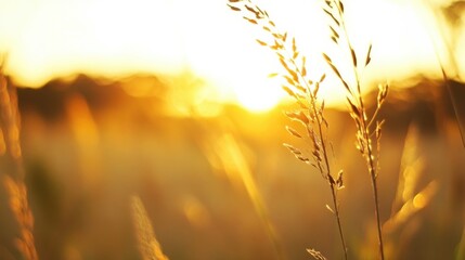 Fototapete - Golden hour sunlight illuminates a single stalk of tall grass, backlit against a blurred sunset landscape.  The warm, hazy light creates a serene and peaceful atmosphere. : Generative AI