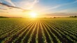 © Generative AI - Rows of vibrant green crops stretch towards a breathtaking sunset, casting long shadows across the fertile farmland.  A tranquil rural scene. : Generative AI