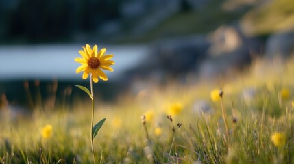 Poster - Single yellow sunflower standing tall in a field of wildflowers, bathed in golden sunlight, with a blurry lake in the background. : Generative AI