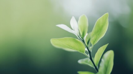 Poster - Closeup of a vibrant, young plant's tender leaves, backlit by soft sunlight, showcasing delicate veins and a fresh, green hue against a blurred natural background. : Generative AI