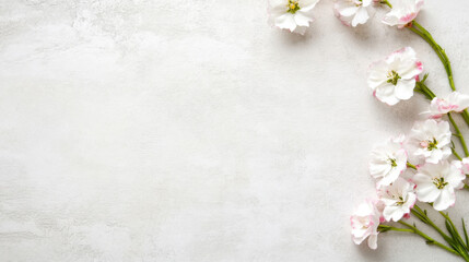 Aufkleber - Delicate white blossoms with pink edges arranged on a light gray textured background, creating a serene and elegant floral border. : Generative AI