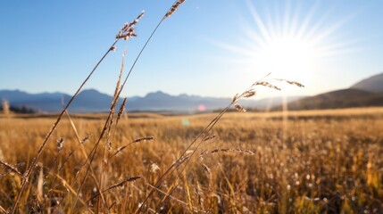 Aufkleber - Golden hour sunlight illuminates tall grasses in a vast field, with distant mountains under a clear blue sky, creating a serene autumnal landscape. : Generative AI
