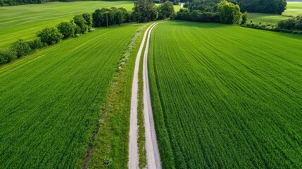 Poster - Aerial view of a gravel road winding through vibrant green agricultural fields, showcasing a picturesque rural landscape under a bright sky. : Generative AI