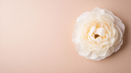 Fototapete - Single cream-colored rose blossom on a pale peach background, offering a serene and elegant floral image perfect for wedding invitations or feminine branding. : Generative AI