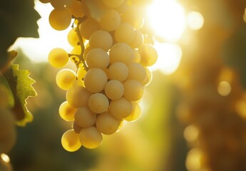 Aufkleber - A cluster of ripe, golden-yellow grapes hangs from a vine, bathed in the warm glow of the setting sun, showcasing the beauty of nature's harvest. : Generative AI