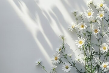 Aufkleber - White Daisies and Sunlight Shadows on White Background