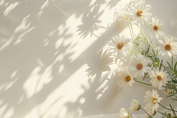 Aufkleber - White Daisies and Sunlight Shadows on Cream Background