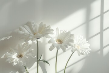 Aufkleber - White Daisies in Soft Sunlight Against a White Wall