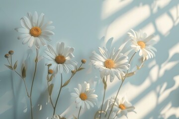 Aufkleber - White Daisies in Soft Sunlight with Shadowy Background