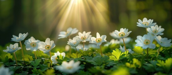 Aufkleber - White Flowers in Sunlight, Green Forest Background