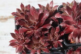 rojnik Plum Frosting Sempervivum śliwka