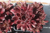 rojnik Plum Frosting Sempervivum śliwka