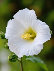 Aufkleber - Closeup of a pristine white hibiscus flower, showcasing its delicate petals and vibrant yellow stamen. The flower is in full bloom, exhibiting a soft, gentle beauty against a blurred g : Generative AI