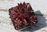 rojnik Plum Frosting Sempervivum śliwka