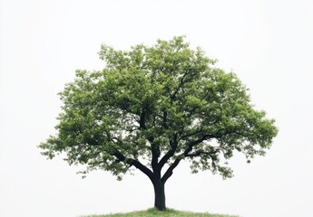Leinwandbilder - Single deciduous tree with lush green foliage, standing alone against a bright white sky, showcasing its strong branches and vibrant leaves. : Generative AI
