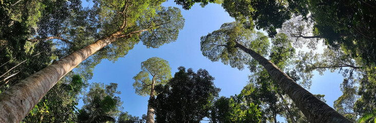 Leinwandbilder - Majestic rainforest canopy view, tall trees reaching for a vibrant blue sky, sunlight filtering through lush green leaves. : Generative AI